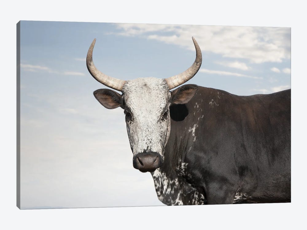 Nguni Cow Black by Klaus Tiedge 1-piece Art Print