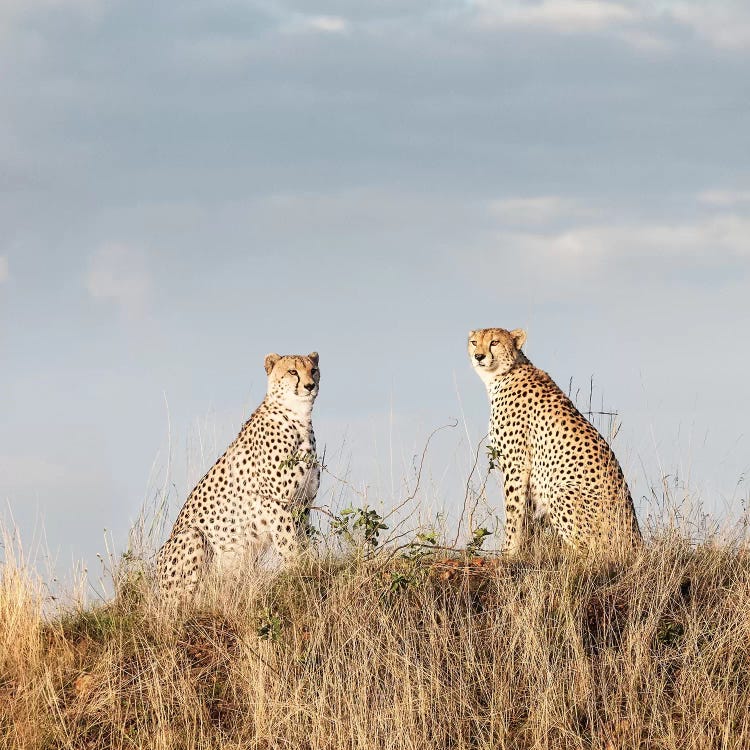 Color Cheetah Duo