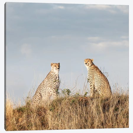 Color Cheetah Duo Canvas Print #KTI9} by Klaus Tiedge Canvas Print