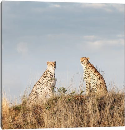 Color Cheetah Duo Canvas Art Print - Klaus Tiedge