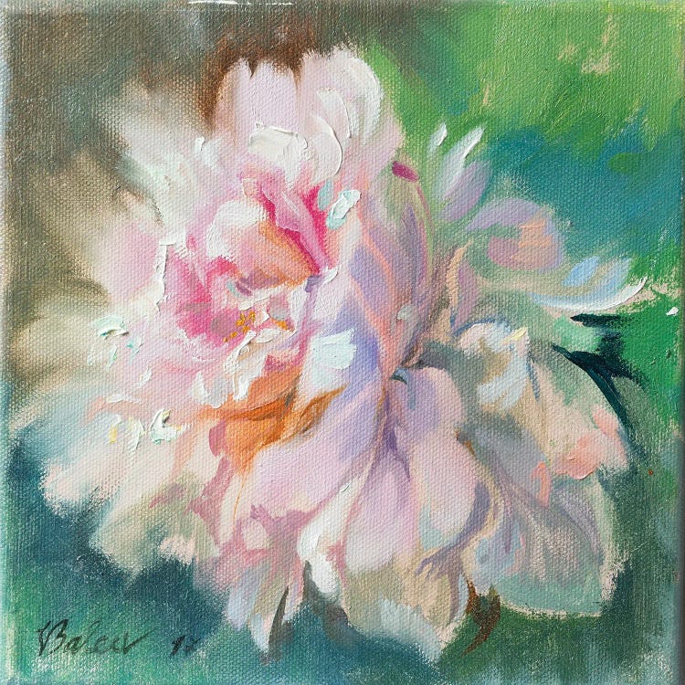 Delicate Peony Flower