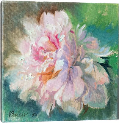Delicate Peony Flower Canvas Art Print - Katharina Valeeva
