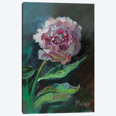 Pink Peony Flower Canvas Print #KTV74} by Katharina Valeeva Canvas Artwork