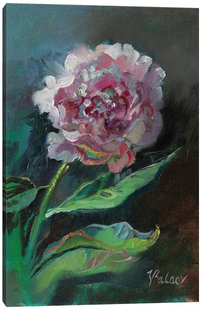 Pink Peony Flower Canvas Art Print - Katharina Valeeva
