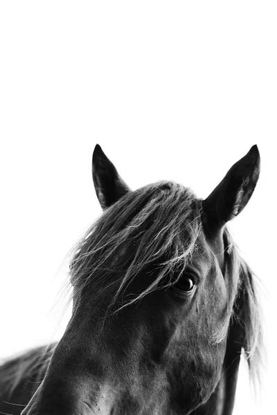 Black Beauty by Kubistika framed canvas print