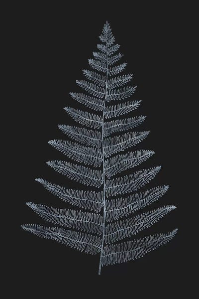 Botanica Minimalistica by Kubistika framed wall art