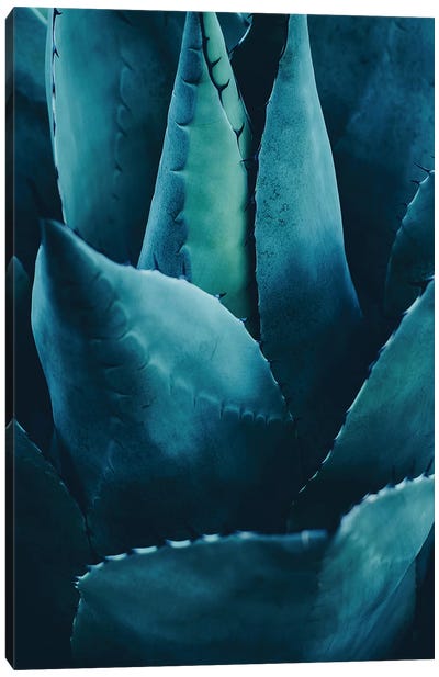 Cactus No 4 Canvas Art Print - Kubistika