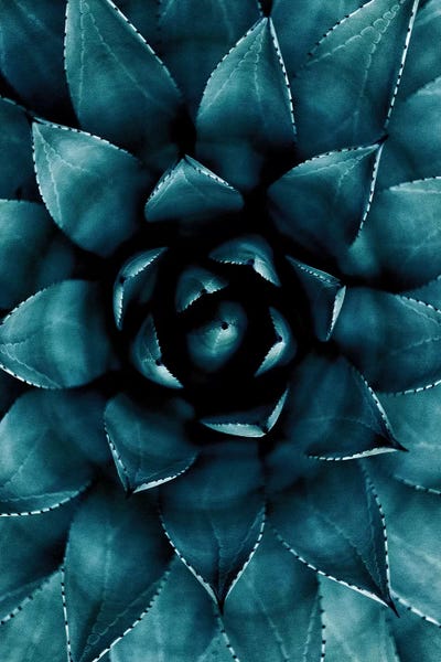 Cactus No 9 by Kubistika canvas print