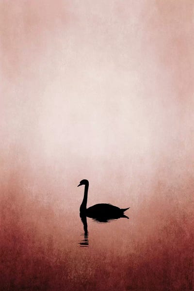 Black & Pink: Swan Lake by Kubistika