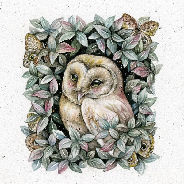 Owl And Owl Moth