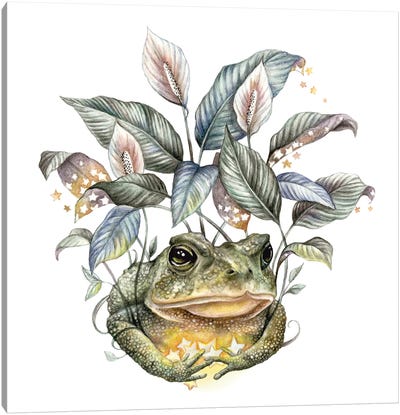 The Collector Canvas Art Print - Frog Art