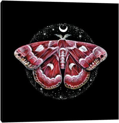 Cosmic Creatures Moth Canvas Art Print - Kimera Wachna