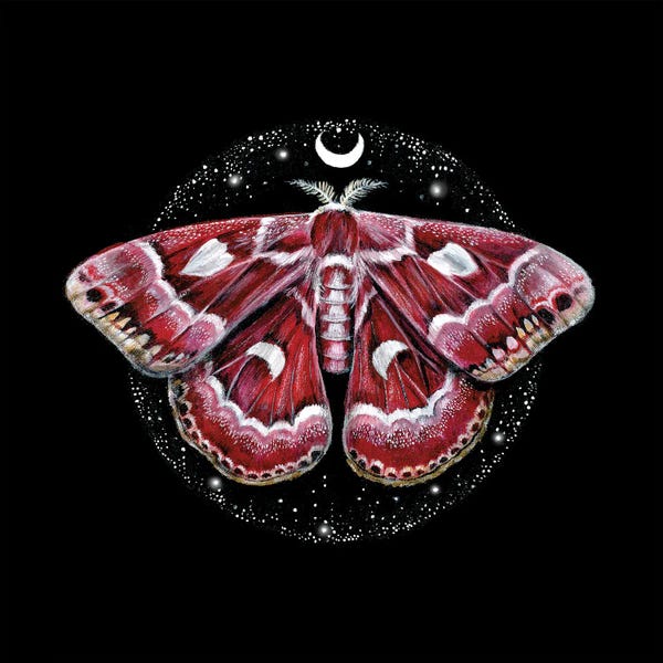 Moths: Cosmic Creatures Moth by Kimera Wachna