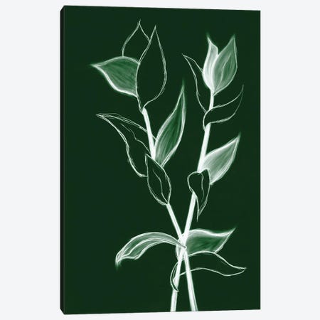 Charcoal Foliage II Canvas Print #KWD3} by Kayleigh Wold Canvas Print