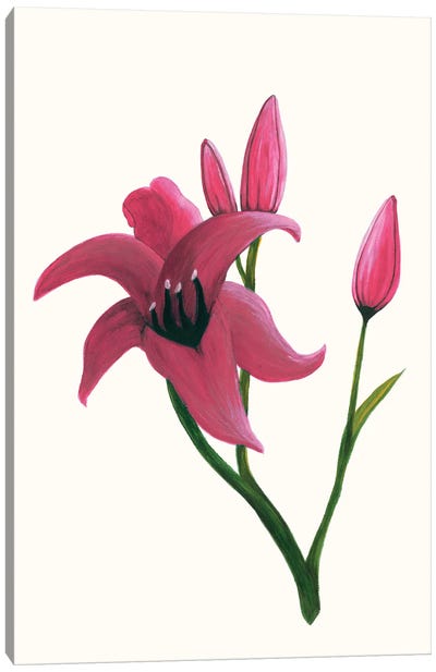 Clear Day Lily II Canvas Art Print