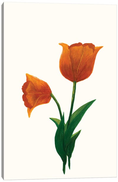 Sunrise Tulip I Canvas Art Print