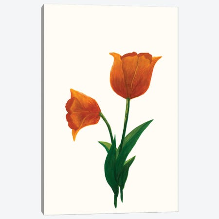 Sunrise Tulip I Canvas Print #KWD9} by Kayleigh Wold Canvas Print