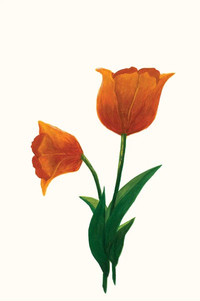 Large Minimalist Art - Canvas Prints: Sunrise Tulip I by Kayleigh Wold