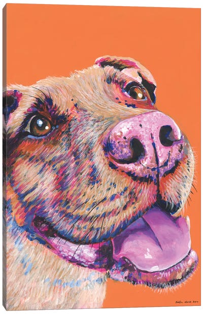 Pitbull On Orange Canvas Art Print - Pit Bull Art
