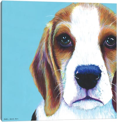 Beagle On Aqua, Square Canvas Art Print