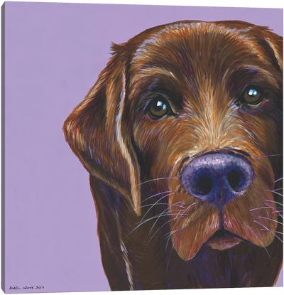 Brown Labrador On Lilac, Square Canvas Art Print - Kirstin Wood