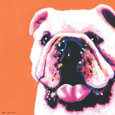 Bulldog On Orange, Square by Kirstin Wood art print