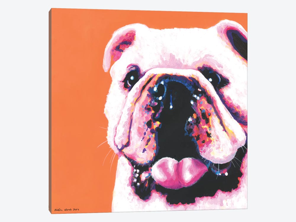 Bulldog On Orange, Square by Kirstin Wood 1-piece Canvas Art