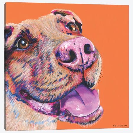 Pitbull On Orange, Square Canvas Print #KWO26} by Kirstin Wood Canvas Artwork
