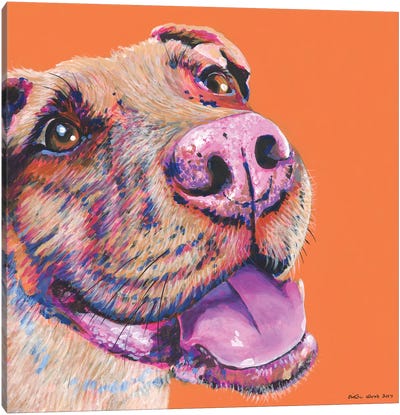Pitbull On Orange, Square Canvas Art Print - Pit Bull Art