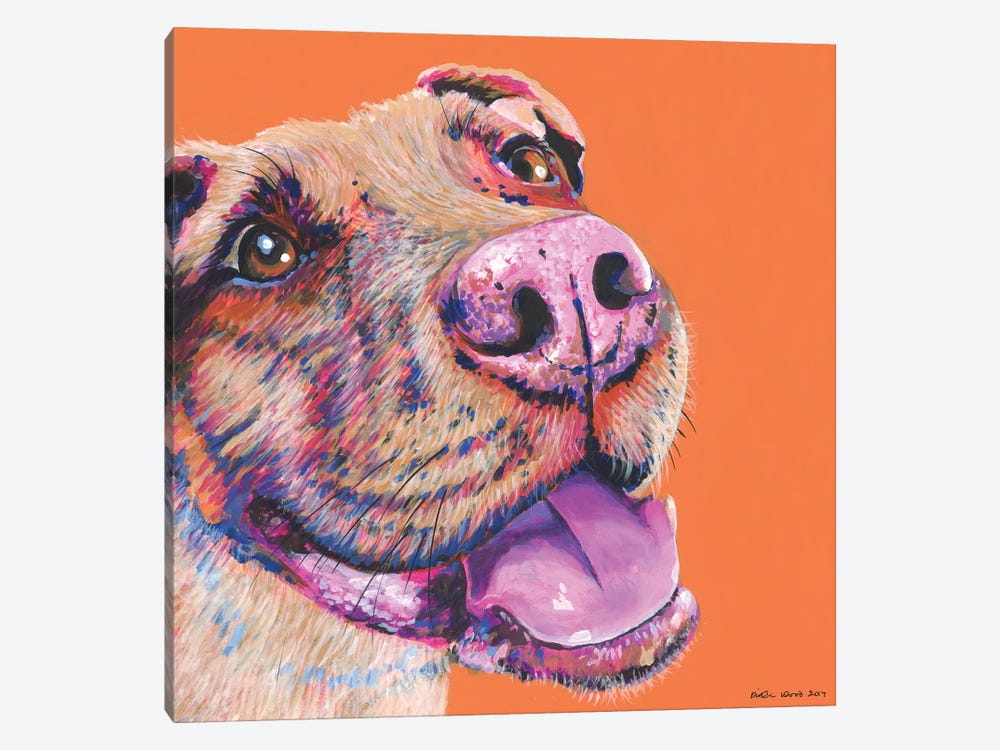 Pitbull On Orange, Square by Kirstin Wood 1-piece Canvas Art