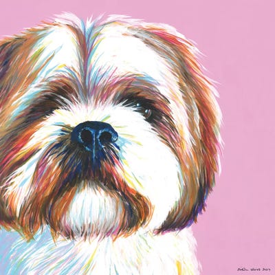 Shih Tzu On Pink, Square by Kirstin Wood canvas print