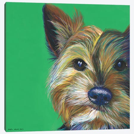 Yorkshire Terrier On Emerald, Square Canvas Print #KWO31} by Kirstin Wood Canvas Art