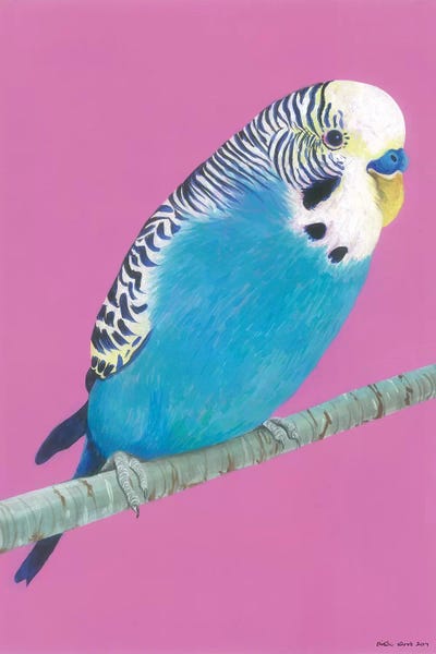 Blue Budgie by Kirstin Wood art print