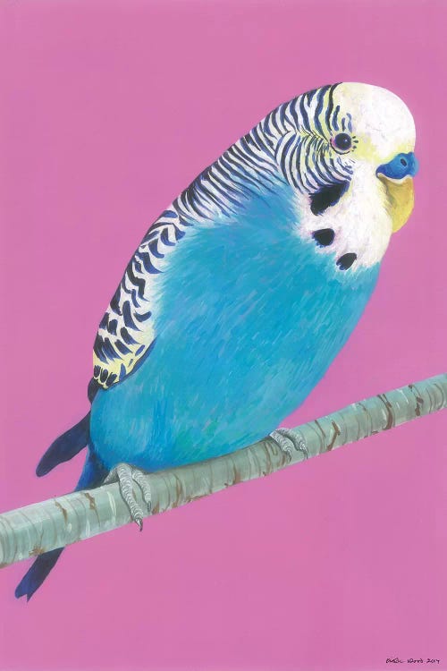 Blue Budgie by Kirstin Wood wall art