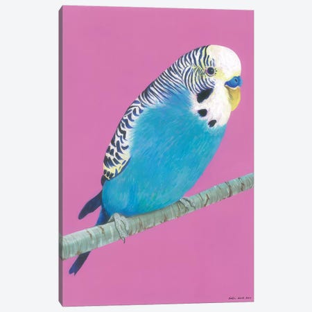Blue Budgie Canvas Print #KWO32} by Kirstin Wood Canvas Art