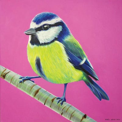 Blue Tit by Kirstin Wood art print