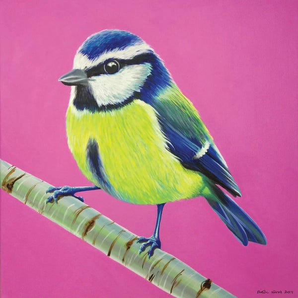 Kirstin Wood: Blue Tit by Kirstin Wood