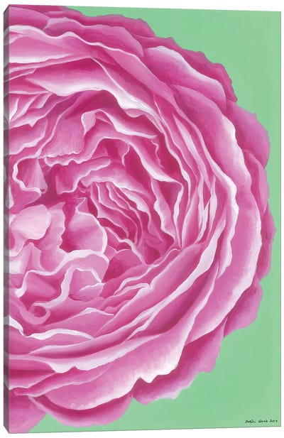 Pink Rose Canvas Art Print - Kirstin Wood