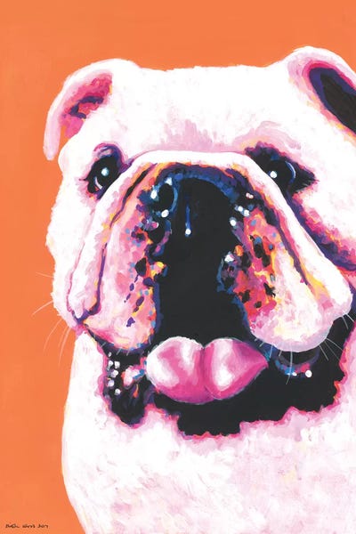 Bulldogs: Bulldog On Orange by Kirstin Wood