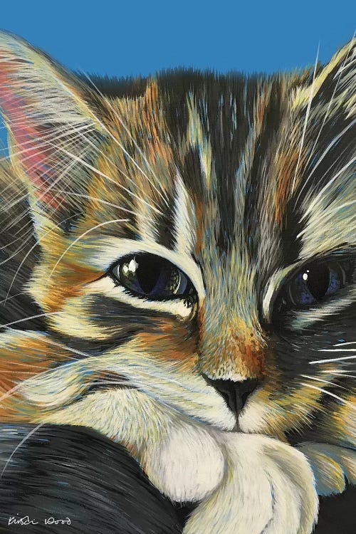 Tabby On Blue by Kirstin Wood wall art