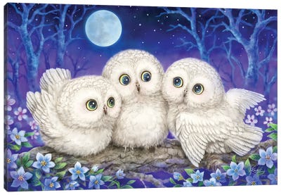 Owl Triplets Canvas Art Print - Kayomi Harai