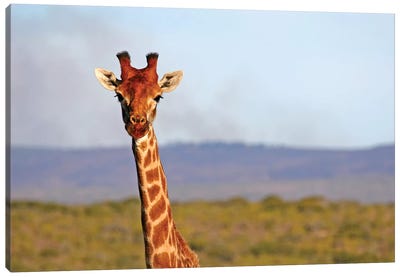 South Africa, Kwandwe. Maasai Giraffe In Kwandwe Game Reserve. Canvas Art Print - Giraffe Art