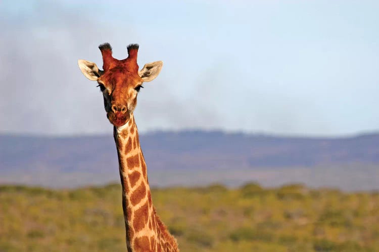 South Africa, Kwandwe. Maasai Giraffe In Kwandwe Game Reserve.