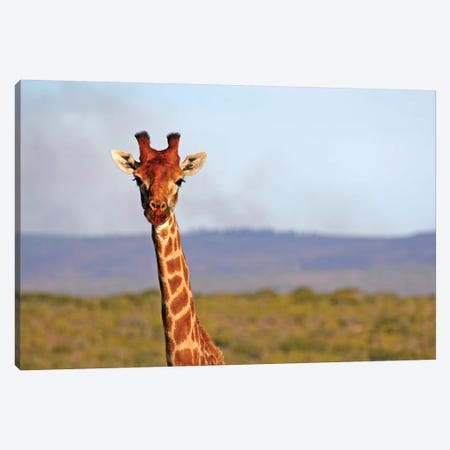 South Africa, Kwandwe. Maasai Giraffe In Kwandwe Game Reserve. Canvas Print #KYM5} by Kymri Wilt Art Print