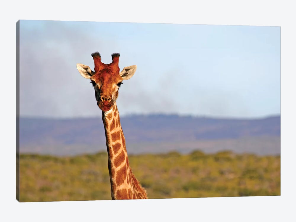 South Africa, Kwandwe. Maasai Giraffe In Kwandwe Game Reserve. by Kymri Wilt 1-piece Canvas Art Print