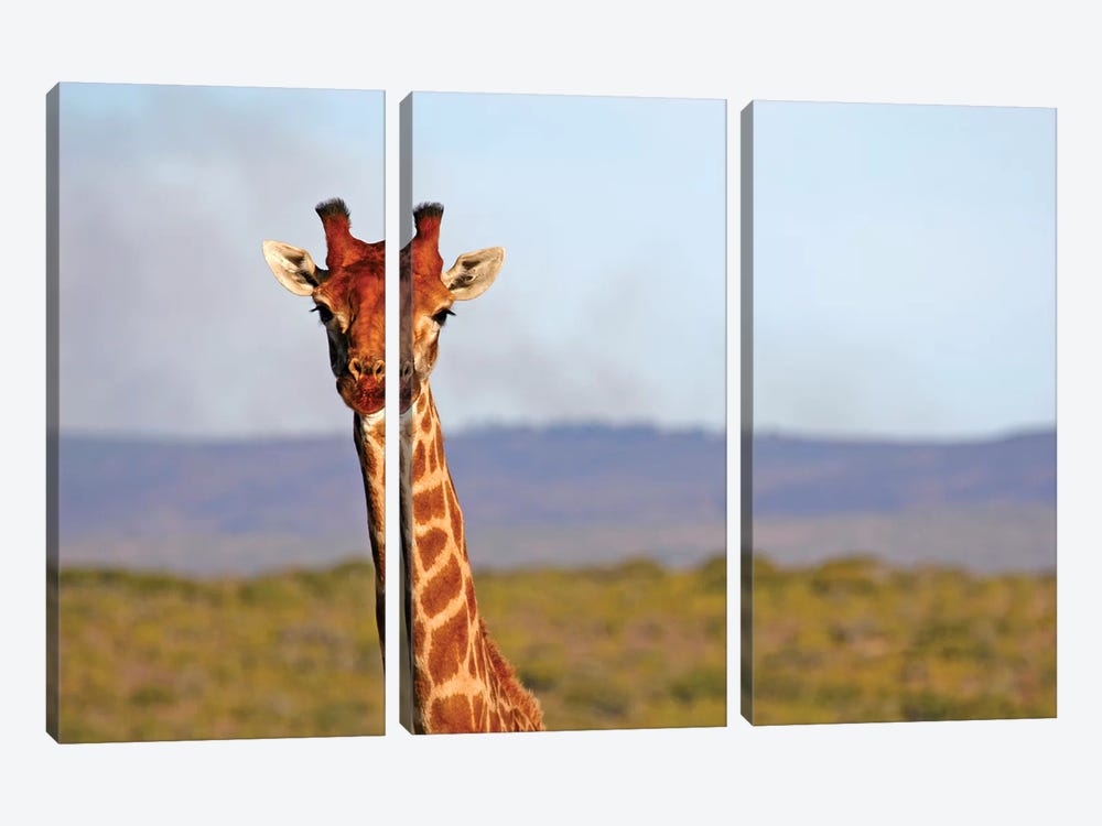 South Africa, Kwandwe. Maasai Giraffe In Kwandwe Game Reserve. by Kymri Wilt 3-piece Art Print