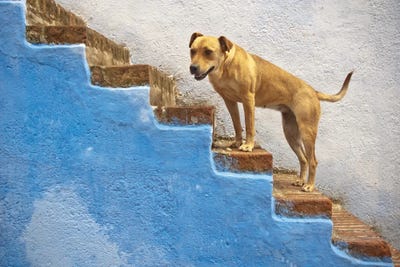 Chefchaouen Canine Companions by Kenzo Ejiri framed wall art