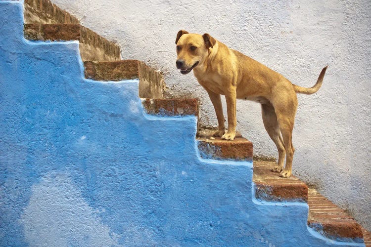 Chefchaouen Canine Companions