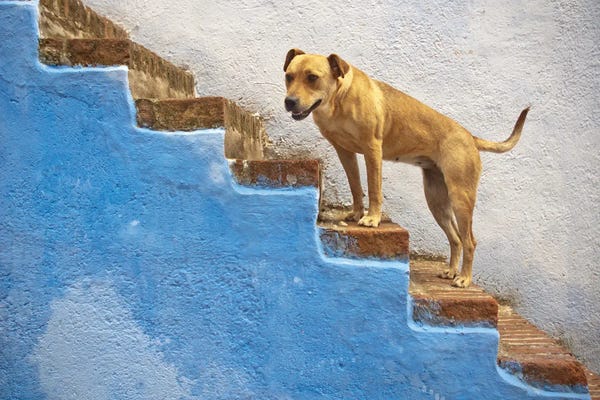 Kenzo Ejiri: Chefchaouen Canine Companions by Kenzo Ejiri