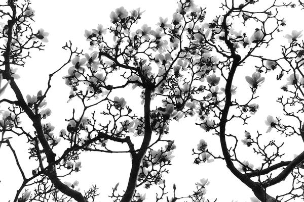 Black & White Florals: Cherry Blossoms by Lori Arbel